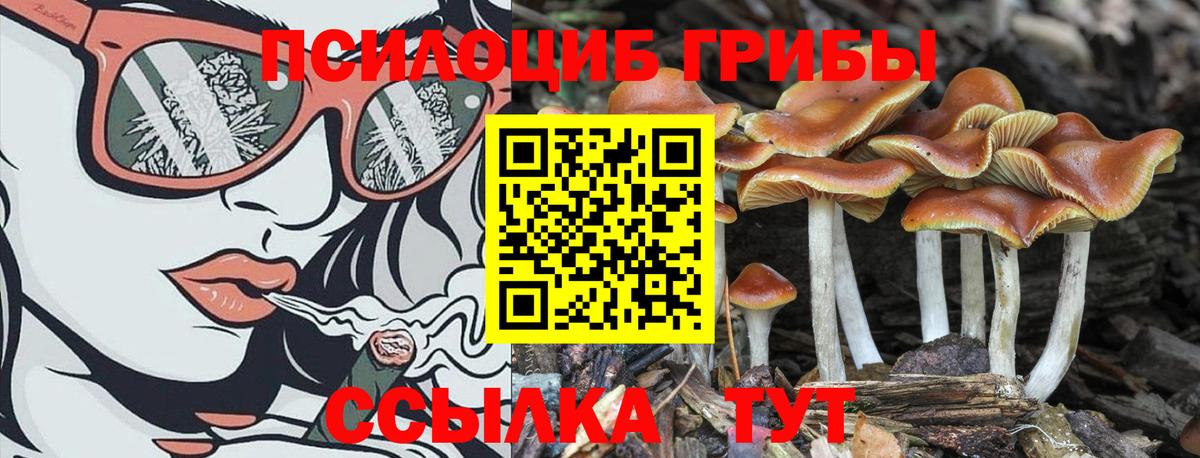 Псилоцибиновые грибы Psilocybine cubensis  Вход с VPN  Тара  Псилоцибиновые грибы Psilocybe 
